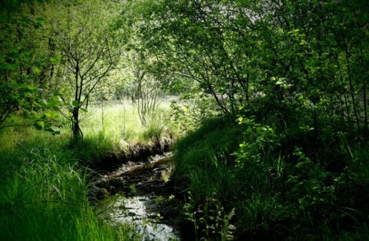 Agroøkologi: Grønne korridorer og naturnærende landskabning
