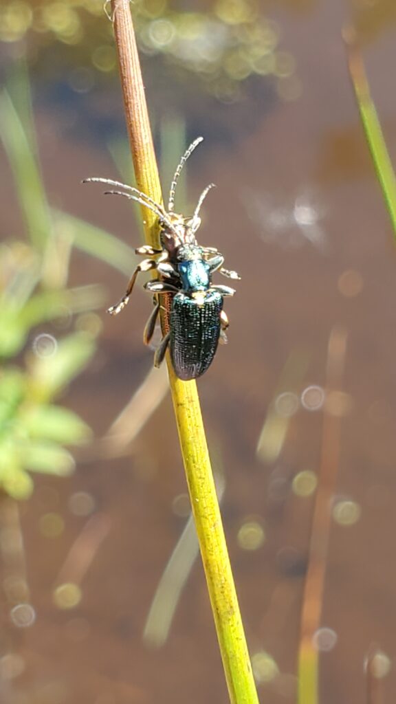 Bugs mating