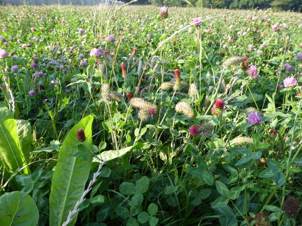 Blomster, urter mm.