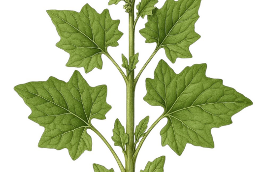 Stolt Henrik Konsortium