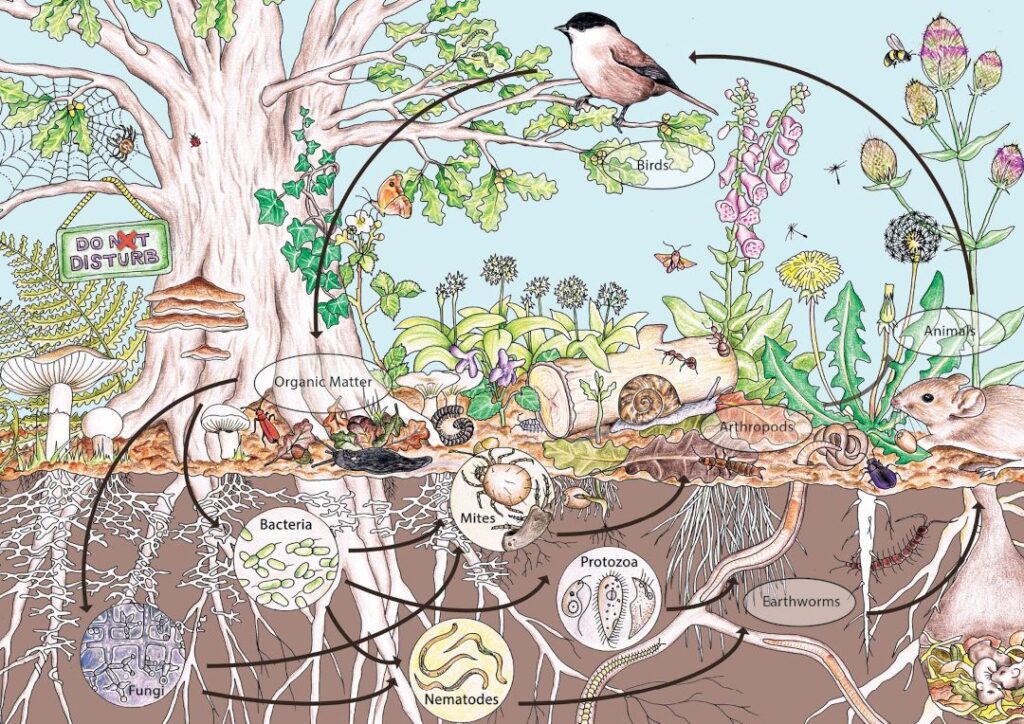 naturnært landbrug, agroøkologi, agroecology, agroecologia