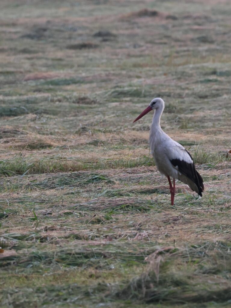 Agroøkologi: Grønne korridorer og naturnærende landskabning - en stork